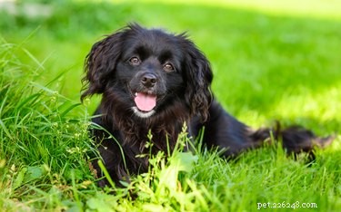 Expert Guide: Feeding a Small Dog Without Teeth