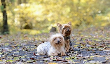 Preventing Dog Bladder Stones: Foods to Avoid