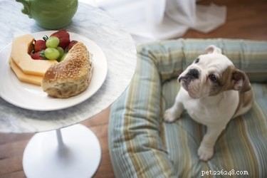 Preventing Dog Bladder Stones: Foods to Avoid