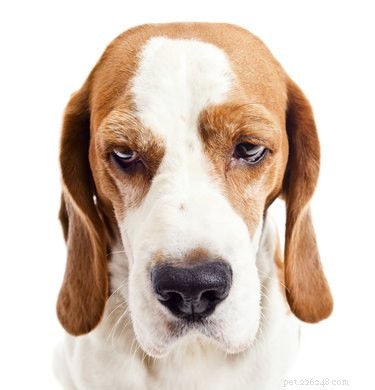 Effective Strategies to Increase Low Platelet Count in Dogs