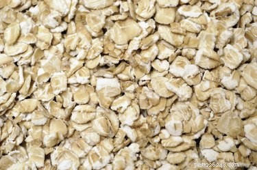 Preventing Anal Gland Issues in Dogs: The Role of a High‑Fiber Diet