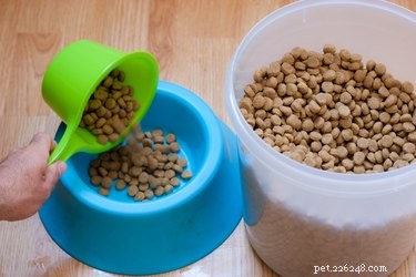 When to Transition Your Puppy to Solid Food: A Comprehensive Guide