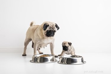 When to Transition Your Puppy to Solid Food: A Comprehensive Guide