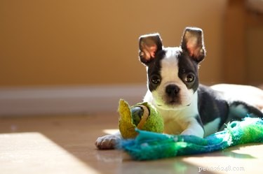 When to Transition Your Puppy to Solid Food: A Comprehensive Guide