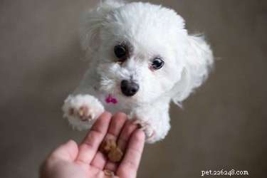 When to Transition Your Puppy to Solid Food: A Comprehensive Guide