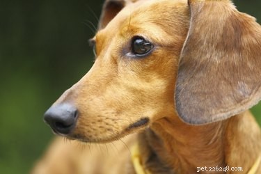 Are Ultrasonic Bark Control Devices Truly Effective for Dogs?