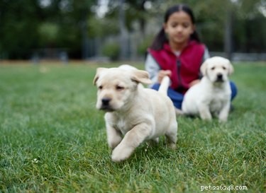 Puppy Potty Schedule: How Often to Take Your New Dog Outside