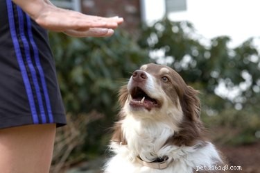Puppy Potty Schedule: How Often to Take Your New Dog Outside