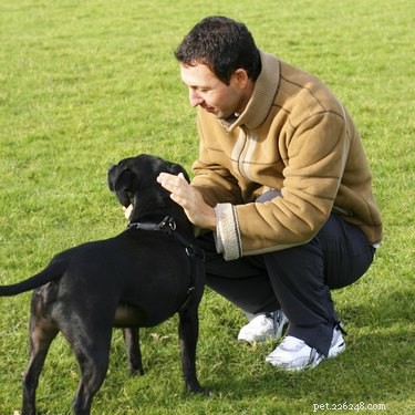Puppy Potty Schedule: How Often to Take Your New Dog Outside
