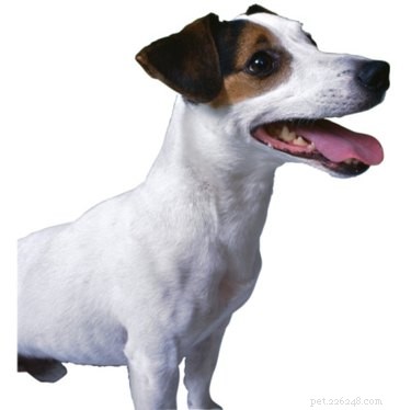Mastering Jack Russell Training: A Proven Guide for Success