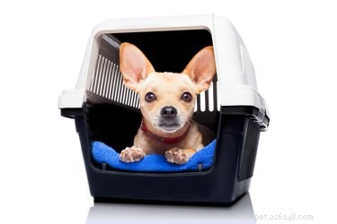 Stop Your Puppy’s Nighttime Crate Whining: Proven Training Tips