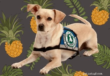 Step-by-Step Guide to Certifying Your Service Dog