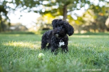 Effective Potty Training for Your Yorkie Poo: A Step-by-Step Guide