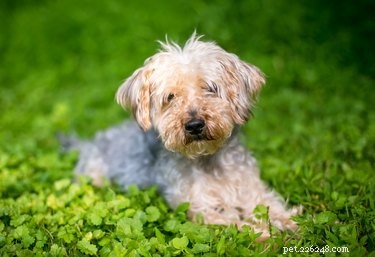 Effective Potty Training for Your Yorkie Poo: A Step-by-Step Guide
