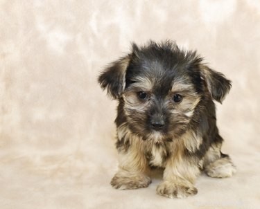 Potty Training Your Morkie Puppy: A Step-by-Step Guide