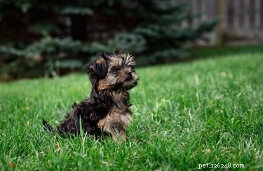 Potty Training Your Morkie Puppy: A Step-by-Step Guide