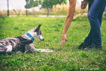 Master German Dog Commands: A Step‑by‑Step Guide for Reliable Training