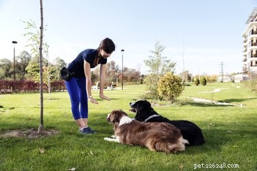 Master German Dog Commands: A Step‑by‑Step Guide for Reliable Training