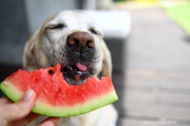 Create Nutritious Homemade Soft Dog Food at Home