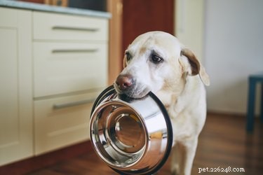 Create Nutritious Homemade Soft Dog Food at Home