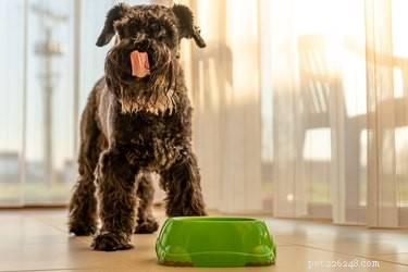 Create Nutritious Homemade Soft Dog Food at Home