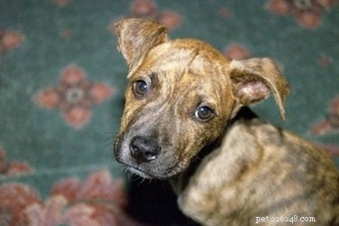Expert Guide to Potty Train Your Pit Bull Puppy