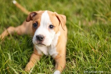 Expert Guide to Potty Train Your Pit Bull Puppy