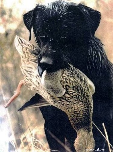 Training a Duck Dog: Proven Steps for Successful Hunting