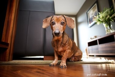 Expert Guide: Using Puppy Potty Training Pads for Easy Housebreaking and Indoor Care