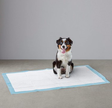 Expert Guide: Using Puppy Potty Training Pads for Easy Housebreaking and Indoor Care