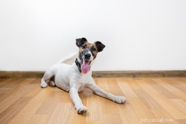 Expert Guide: Using Puppy Potty Training Pads for Easy Housebreaking and Indoor Care