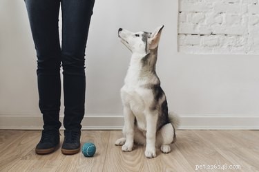 Guide to Potty‑Training Your Puppy: Teaching Them to Use the Toilet