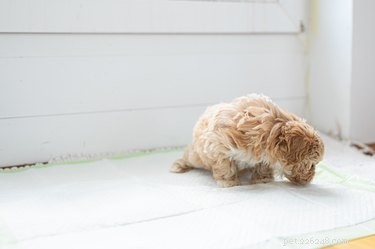 Guide to Potty‑Training Your Puppy: Teaching Them to Use the Toilet