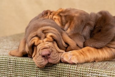 Master Bloodhound Puppy Training: Proven Techniques for a Well‑Behaved, Track‑Ready Companion
