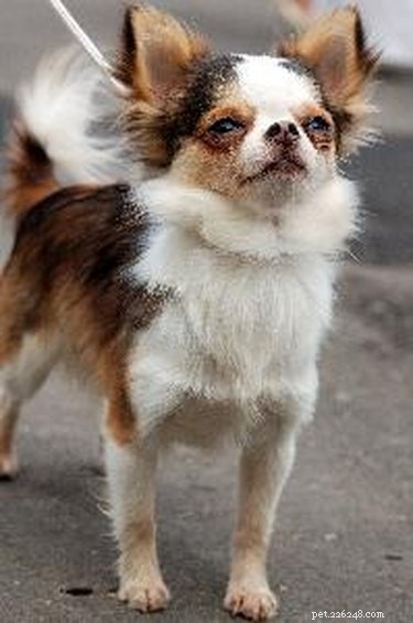 Step-by-Step Guide to Potty-Training Your Chihuahua