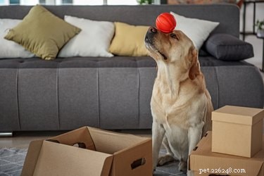 Effective Strategies to Calm Barking Dogs