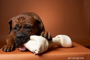 Effective Strategies to Prevent Dog Chewing and Protect Your Home