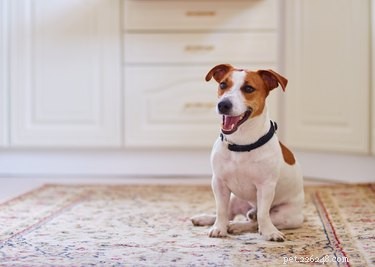 Expert Guide to Potty Training an Older Dog