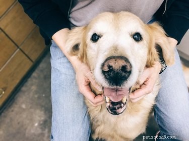 Expert Guide to Potty Training an Older Dog