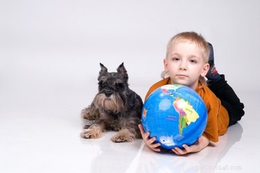 Step-by-Step Guide to Certifying Your Therapy Dog or Cat