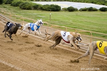 How Fast Can a Greyhound Run? Speed, Body Mechanics, and Comparison