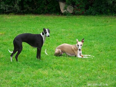 How Fast Can a Greyhound Run? Speed, Body Mechanics, and Comparison