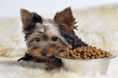 The Ultimate Guide to Feeding Your New Yorkie Puppy