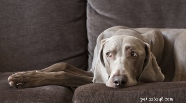 Preventing Male Dogs from Peeing on Furniture: Effective Strategies