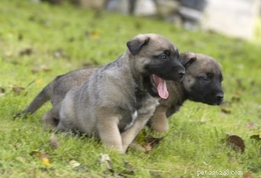 Expert Guide: Homemade Puppy Formula Recipes for Emergencies
