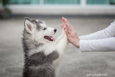 Fast & Effective: Housebreaking Your New Dog in 7 Days