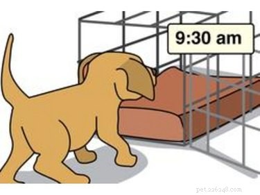 Fast & Effective: Housebreaking Your New Dog in 7 Days