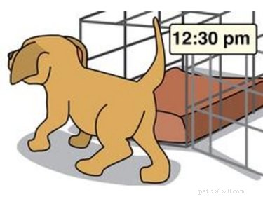 Fast & Effective: Housebreaking Your New Dog in 7 Days