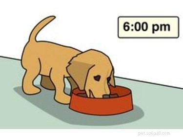 Fast & Effective: Housebreaking Your New Dog in 7 Days
