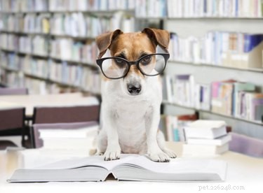 Master Dog Training: Proven Techniques for a Stronger Bond